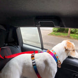 Adjustable 2 In 1 Pet Leash and Vehicle Harness